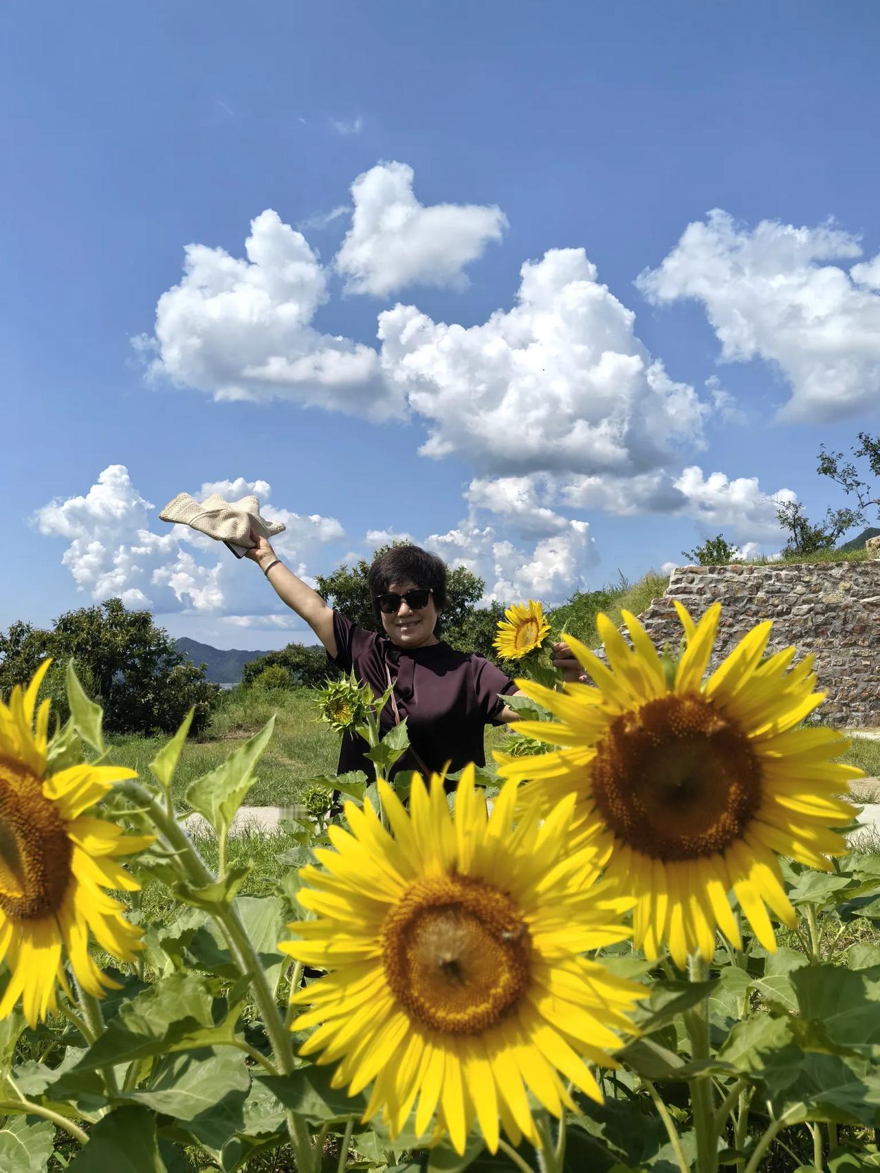 大山里的向日葵🌻
今天天气很好，自驾来到平谷区镇罗营镇千亩梯田看到这里的向日葵