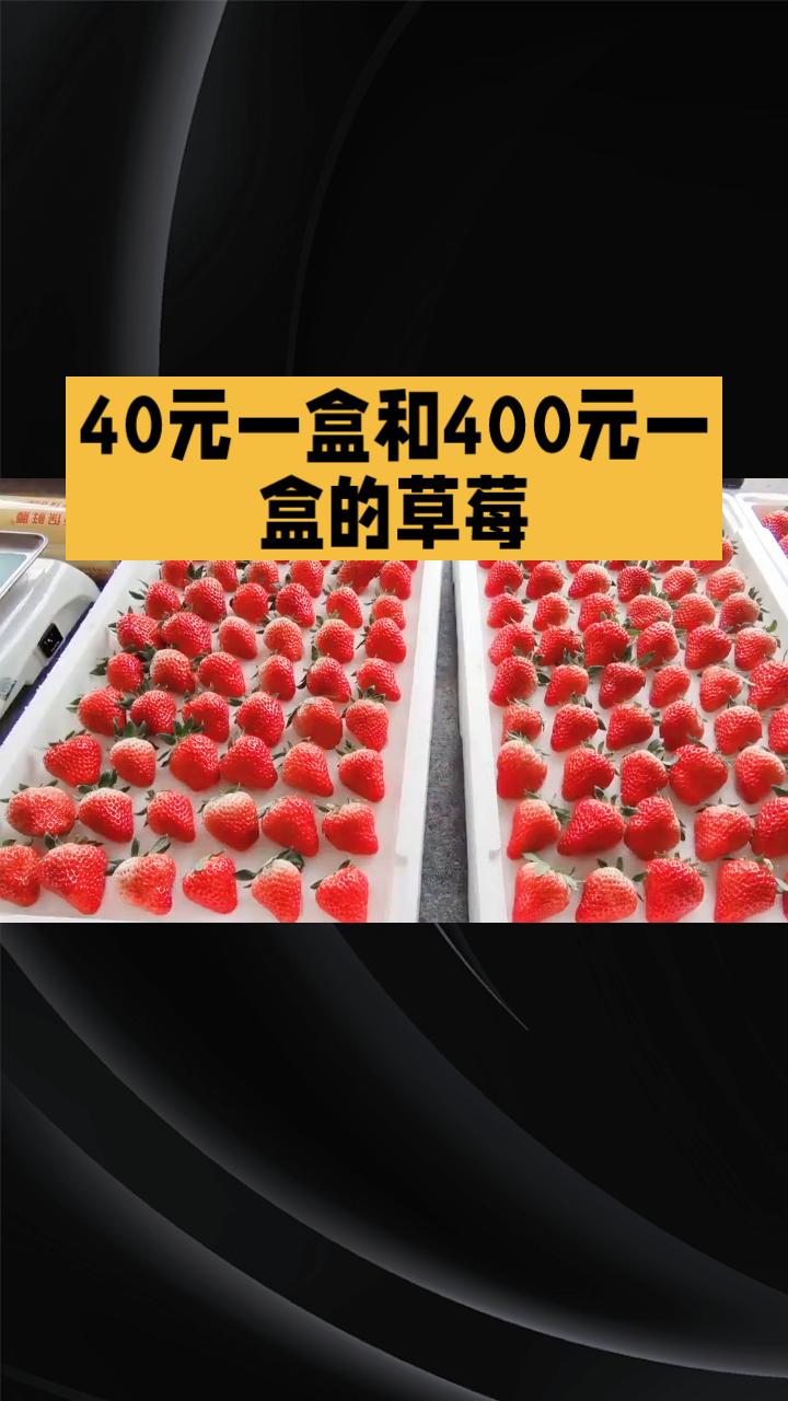 40元一盒和400元一盒的草莓，到底有什么不同？品质、种植方式、价格背后藏着怎样