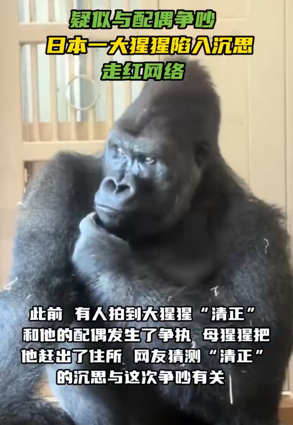 日本大猩猩与配偶争吵后沉思走红托腮垂眸满脸落寞，一看就是刚吵完架满心纠结，这委屈