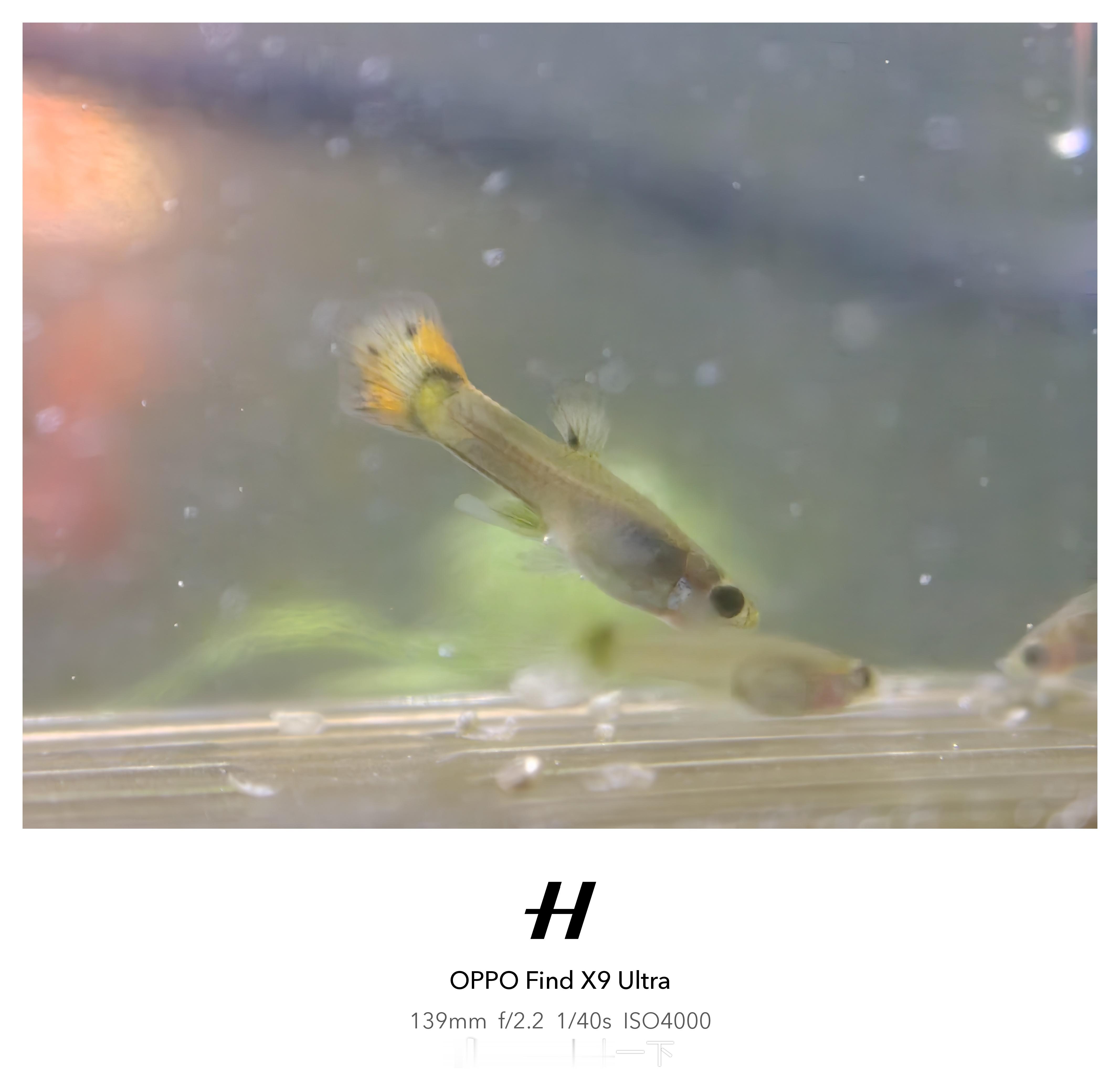 我自己养的鱼🐟今年新出生的一批小孔雀，长了好几个月也就这么点儿，放到大缸马上就