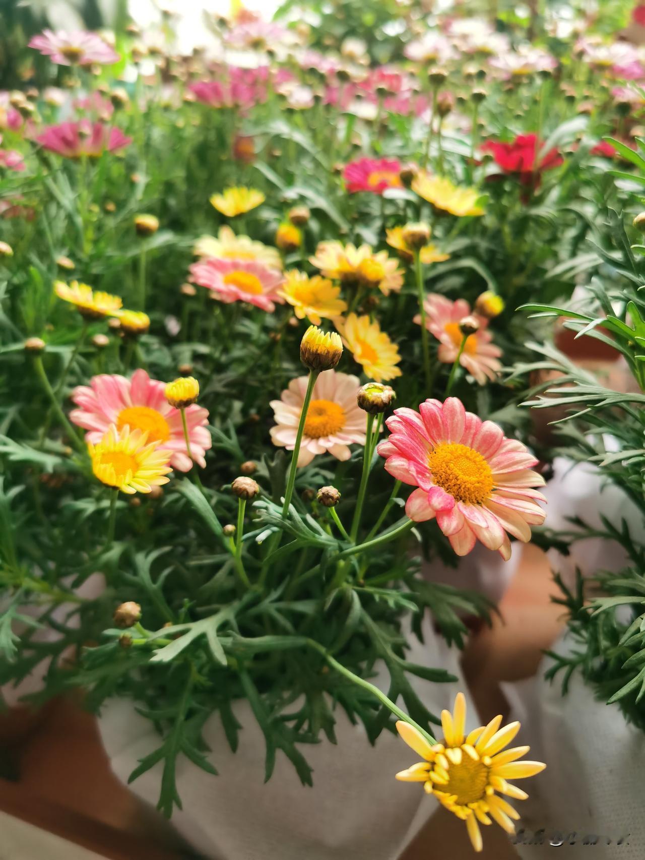 随手拍下路边的小花。