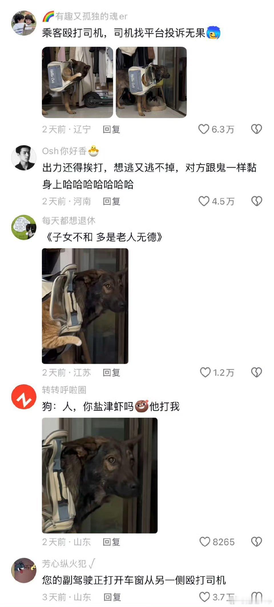 您的副驾驶正在殴打司机  这狗子性格和脾气真好 是我老早把它丢得远远的了 深圳