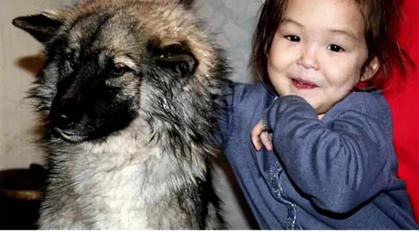 2014年，俄罗斯3岁女孩和狗在寒冷的西伯利亚大森林失踪，11天后，狗叼着孩子的