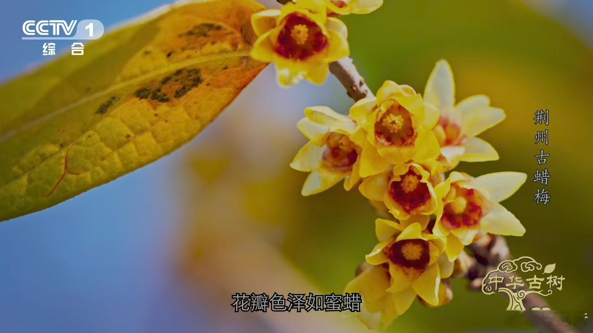 是蜡梅还是腊梅终于分清蜡梅和梅花了 一直以为它俩是亲戚🤔，今天才知道二者科属不