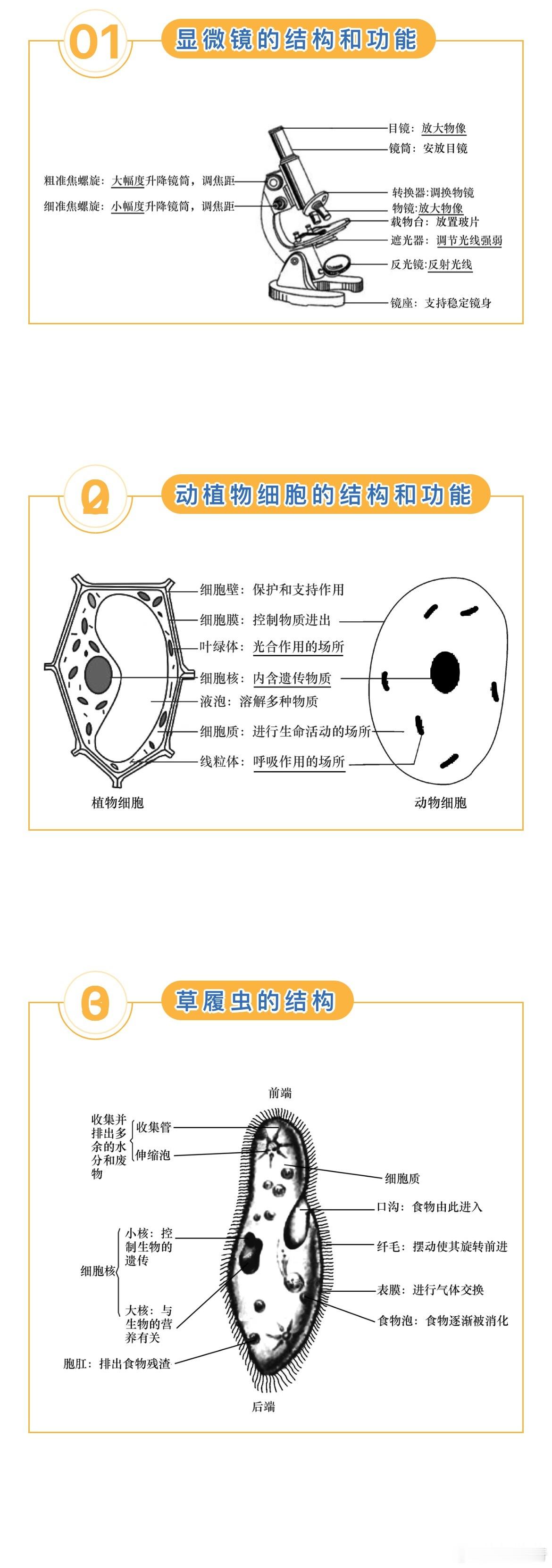 【初中生物】知识结构史上最全汇总，图文并茂，非常形象。学渣也能看懂掌握，并且易记