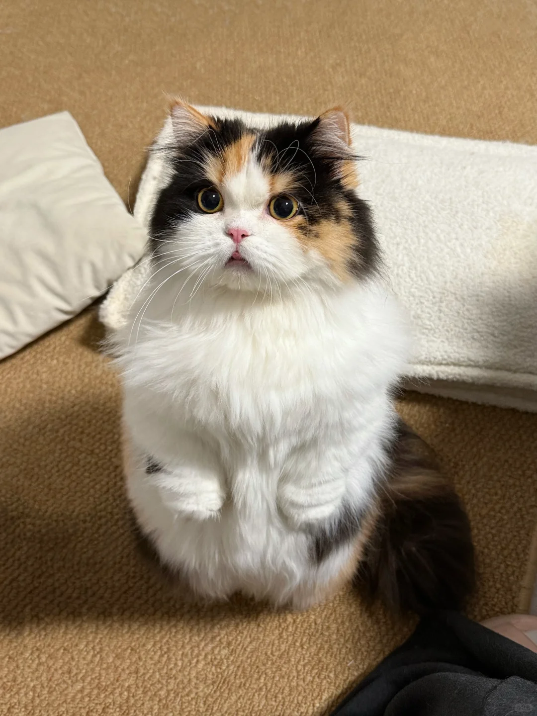 人，真的不能背着猫吃独食