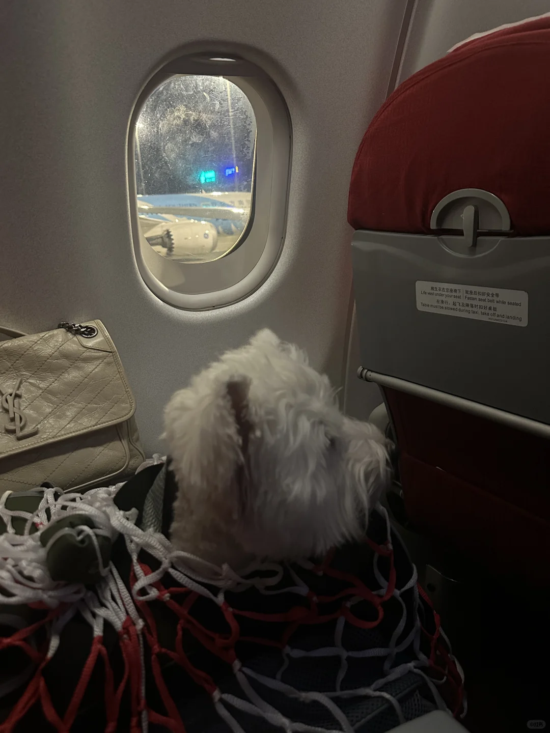 小小狗坐大飞机✈️