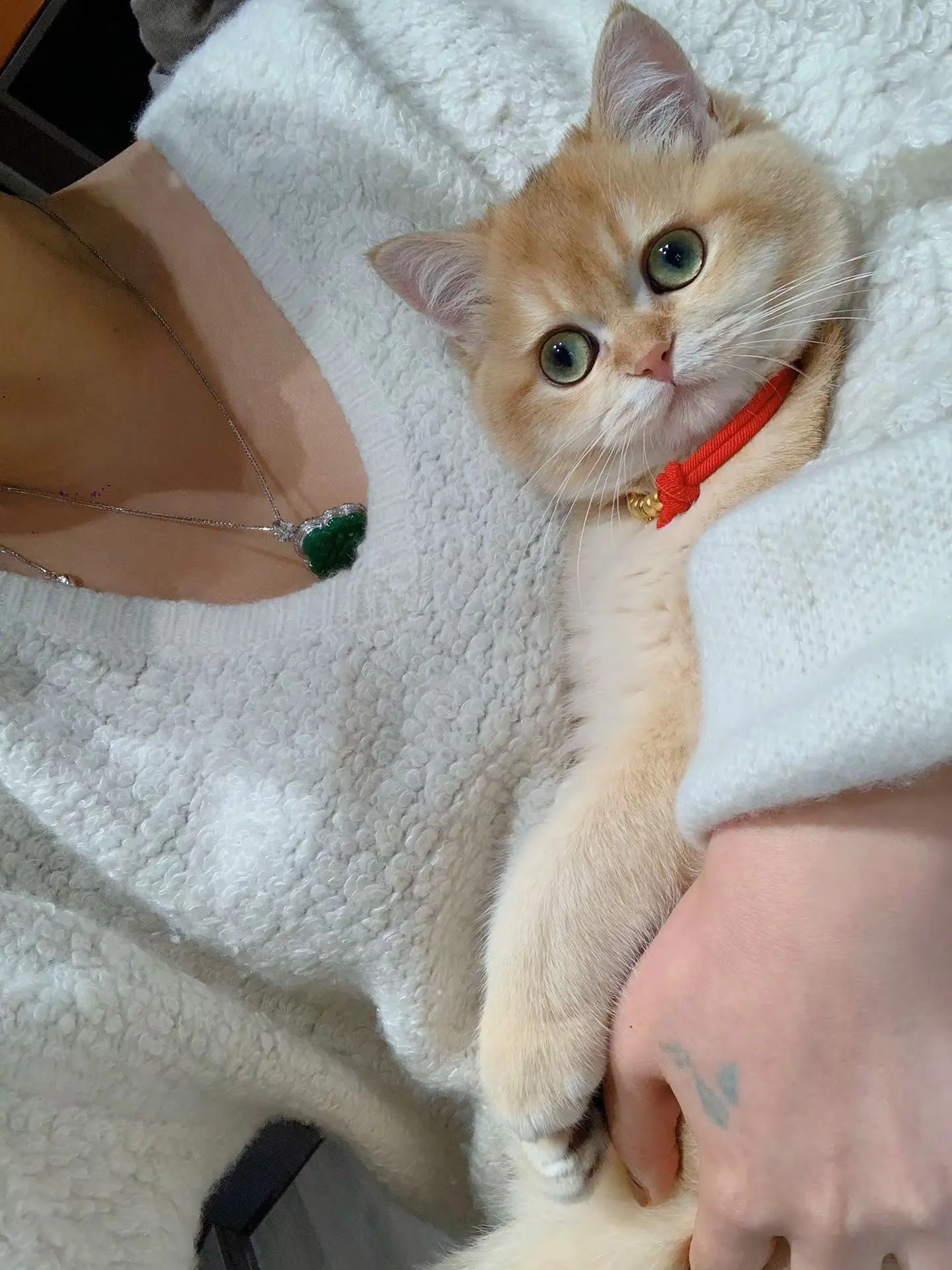 治愈小猫 来报恩的乖乖💗