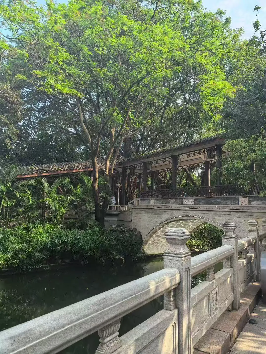 来，一起看绿树和流水🍃