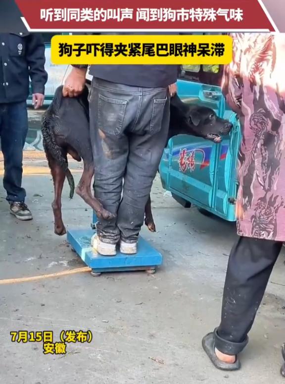 安徽，一只黑狗因咬人被主人按斤卖给狗贩子。在狗市称重时，它听到同类惨叫、闻到死亡