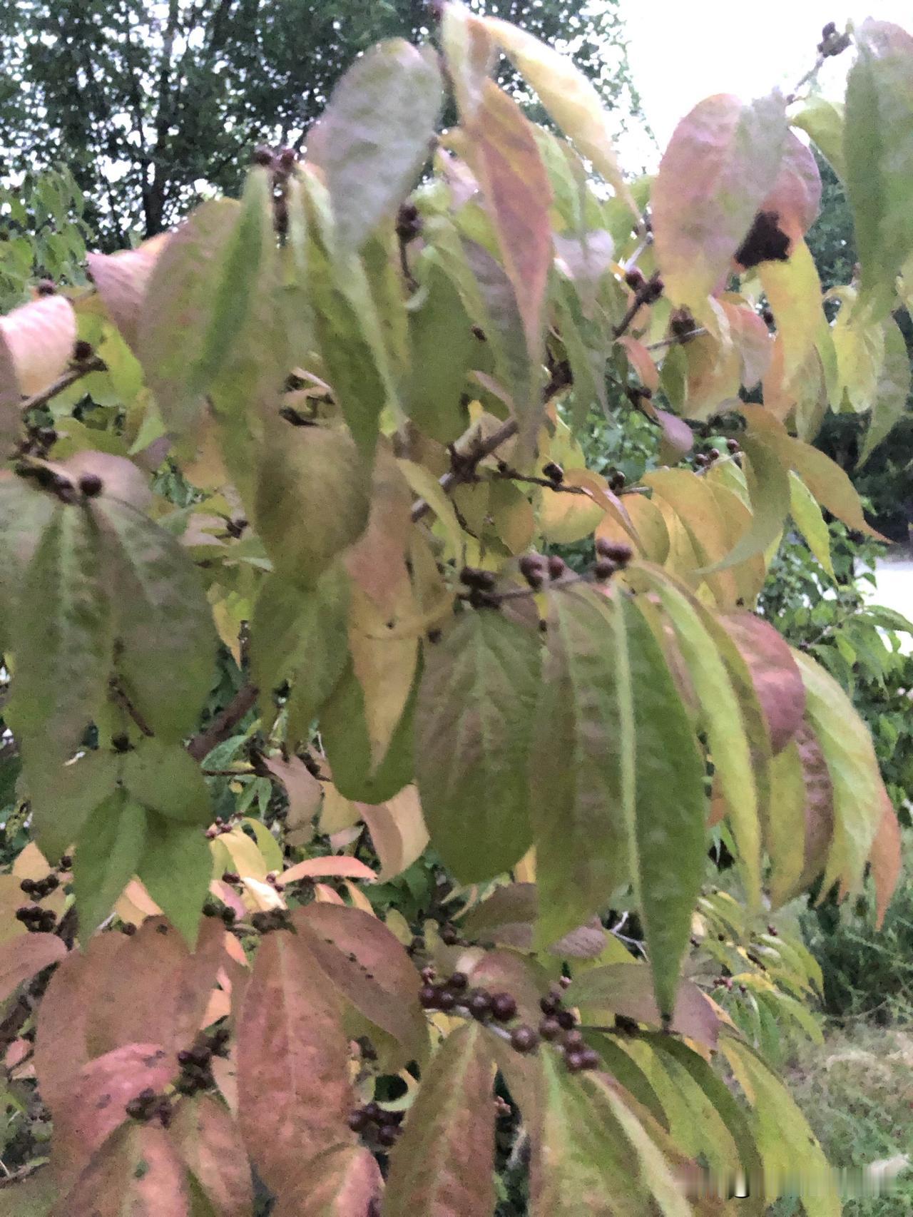 分享一张秋景的树叶的照片