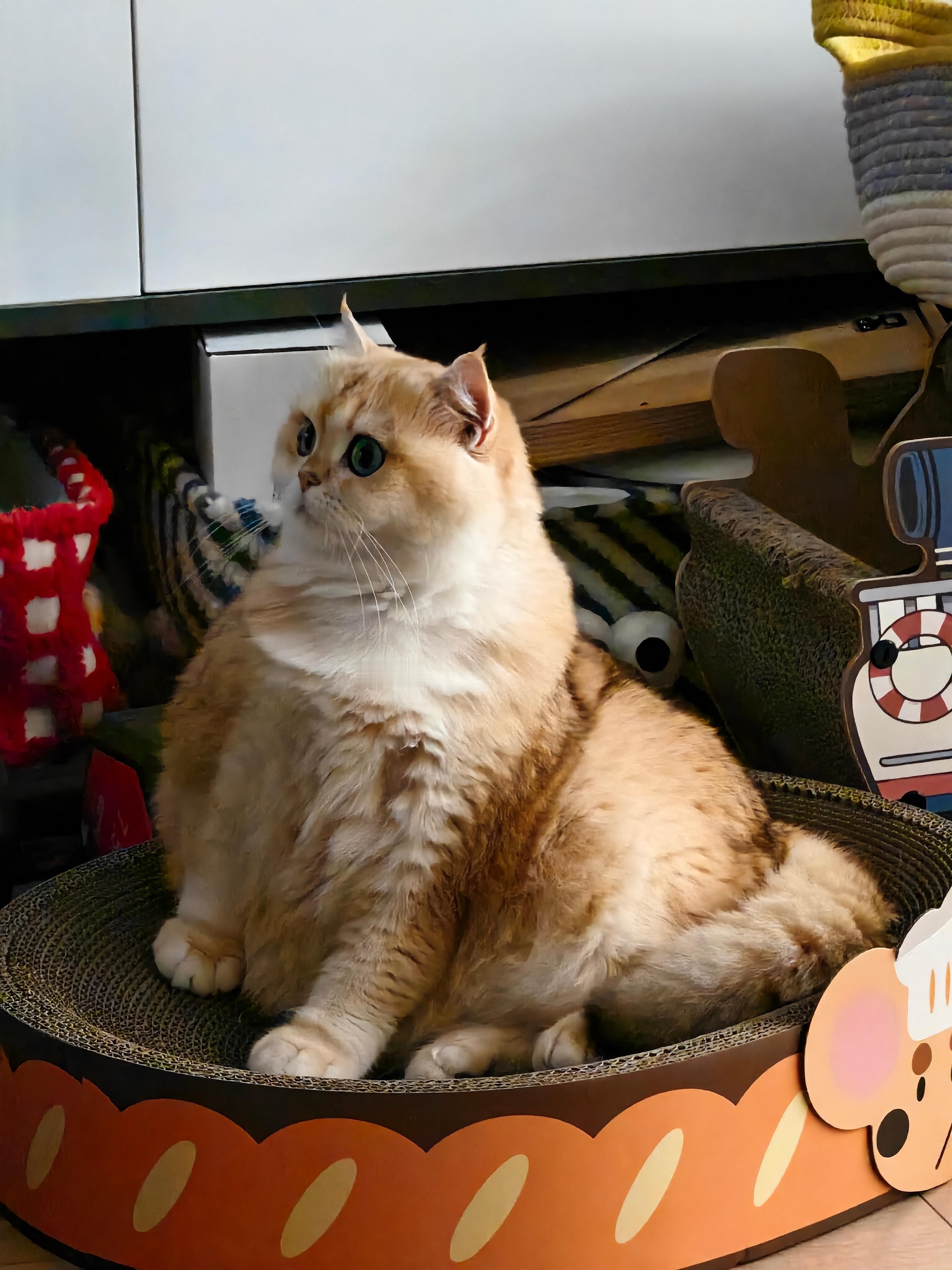 最近没什么心情更新，拍照也很少，因为我跟肥四两只敏感肌皮肤状态都不太好，一个来月