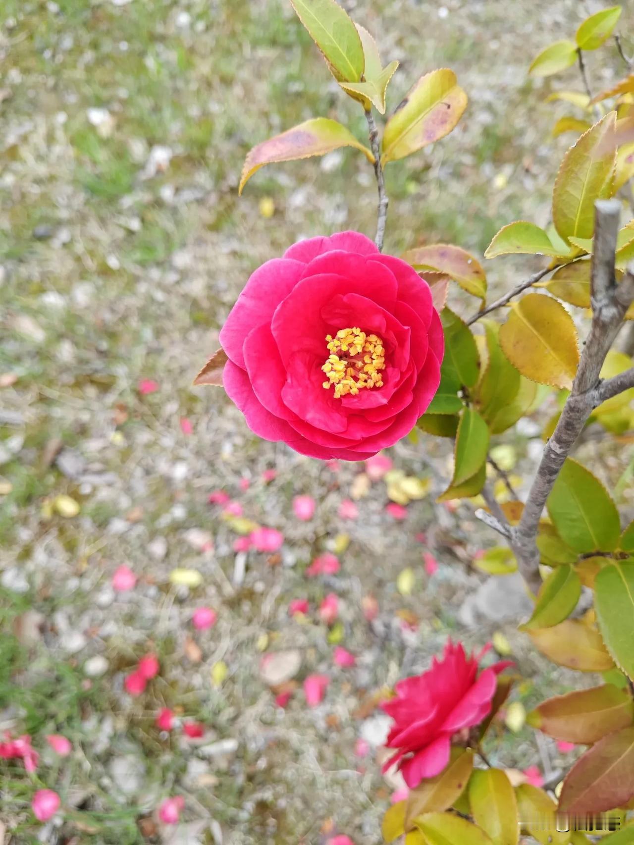 万能生活指南春季是容易发生过敏的季节，建议远离过敏源，例如花粉过敏和飞絮过敏的人