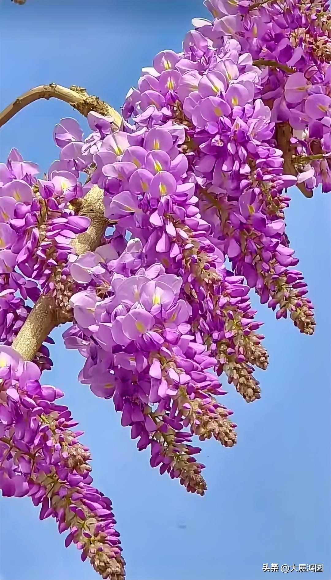 紫色的花海，春天的浪漫气息扑面而来！🌸🌸🌸