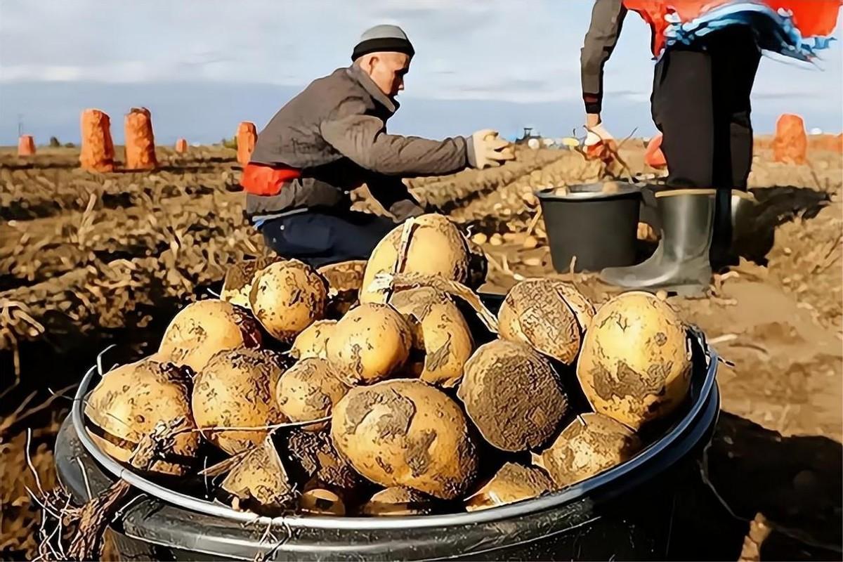 2016年，四川退伍小伙在俄罗斯种土豆，引起了当地土豆经销商的眼红，他们暗中使计
