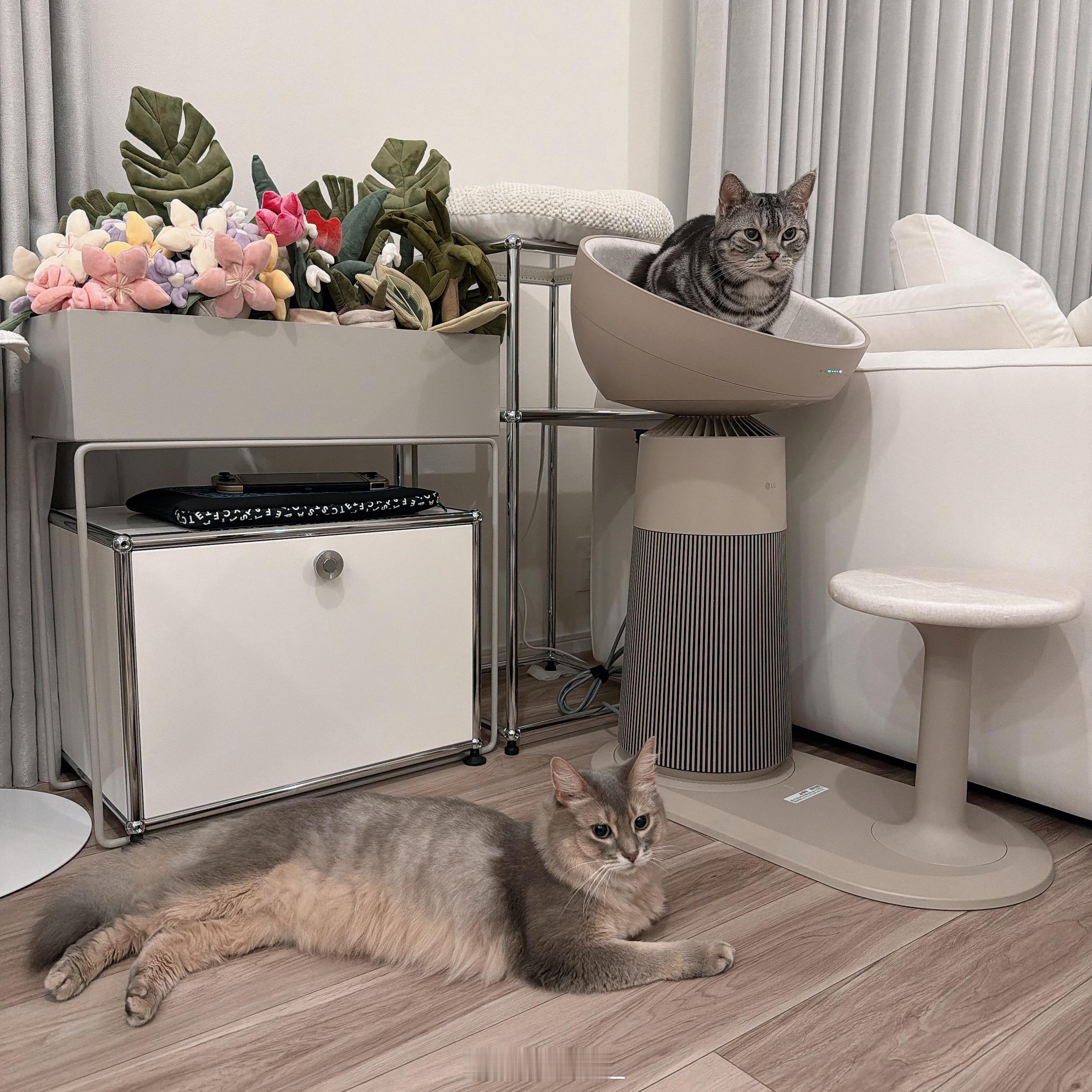 给孩子们新买了L⭕的猫猫专用净化器…说是小猫上去后会自动感应加热，我摸了半天感觉