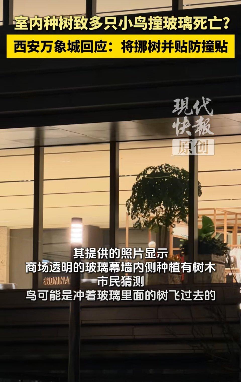 揪心！西安万象城多只小鸟撞玻璃身亡，5元贴纸就能避免的悲剧
 
西安万象城的一幕