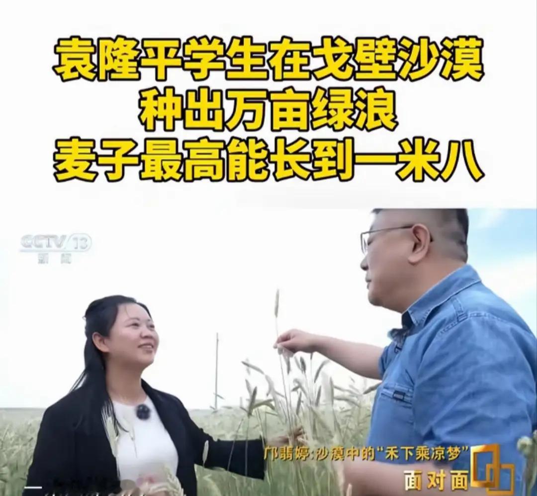 袁隆平学生种出一人高的小麦
 
走进塔克拉玛干沙漠边缘的盐碱地，眼前的景象彻底打