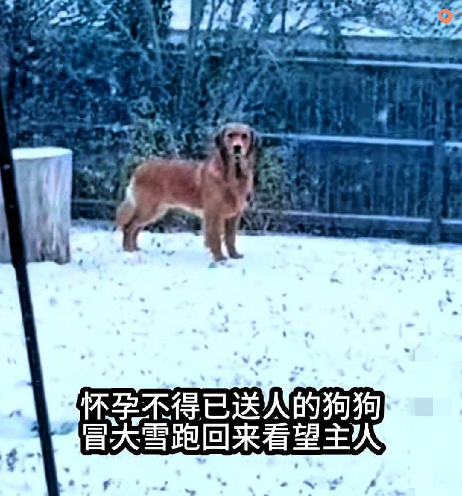 大雪天里金毛翻山越岭的奔赴，撕开了养宠最该被正视的真相！
 
因为女主人怀孕，这