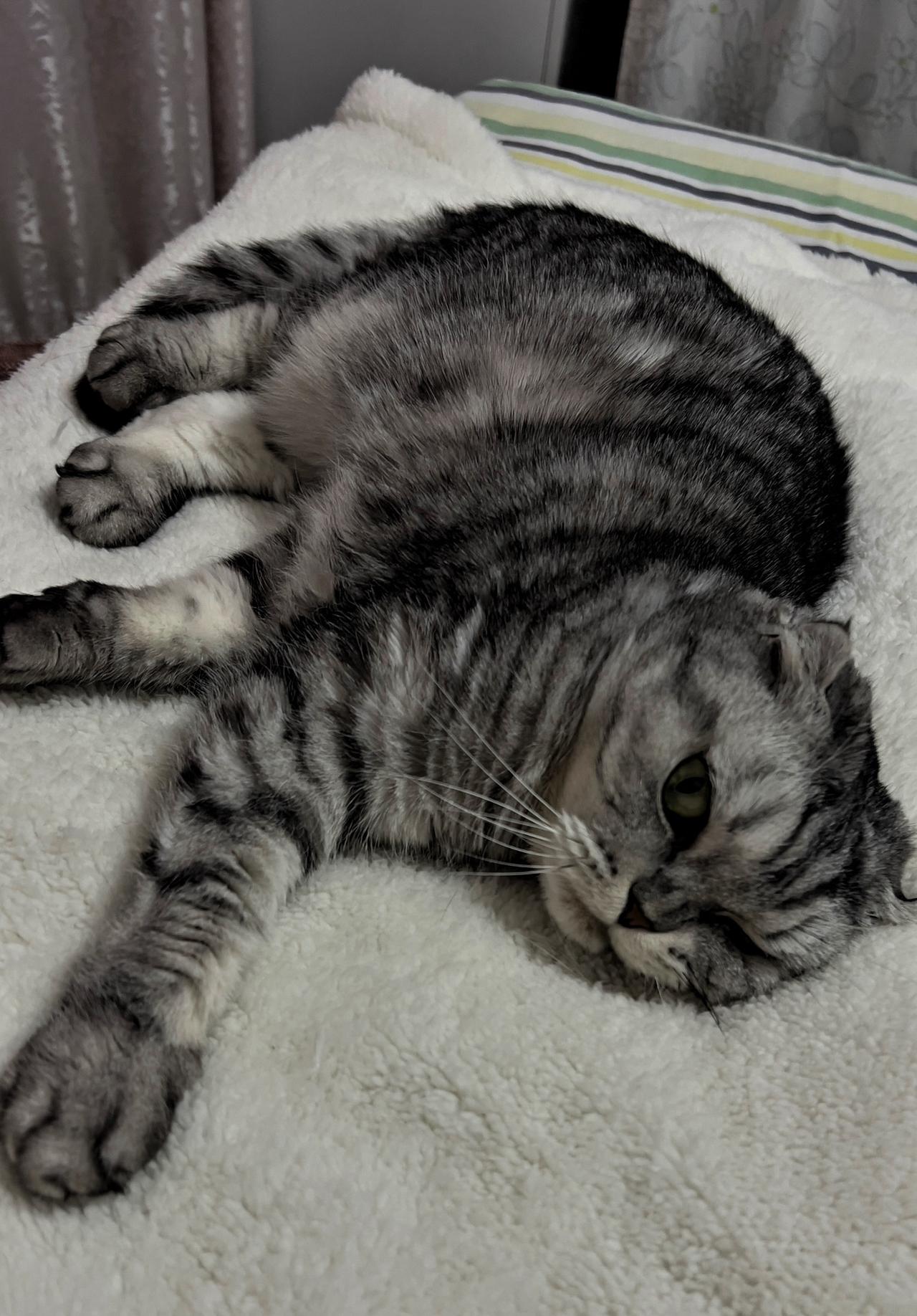 晒出你家猫咪的照片我的小猫咪，慵懒躺卧，享受舒适惬意的时光。猫咪 猫咪大明星