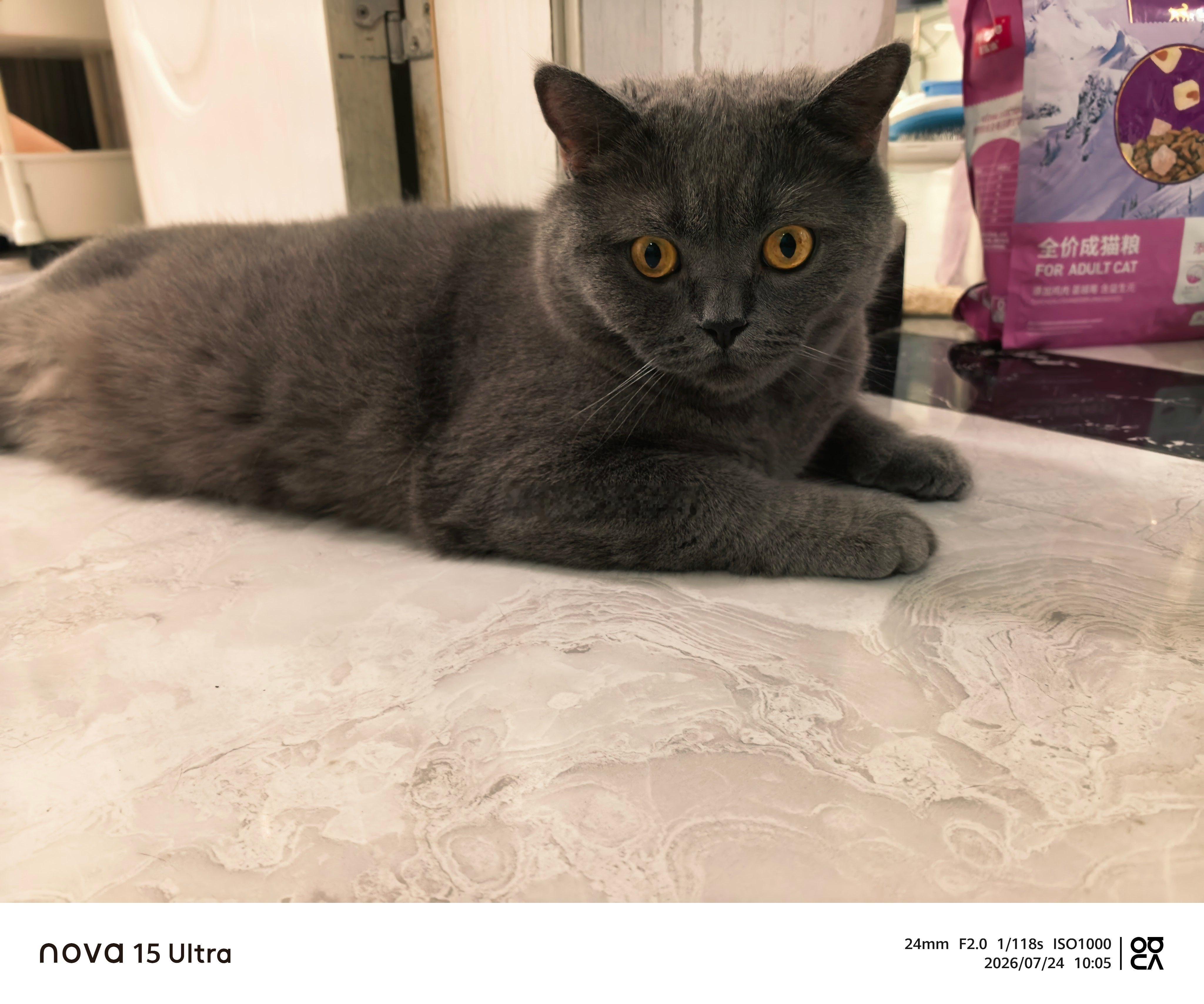 今日份的猫主子监工狗奴才