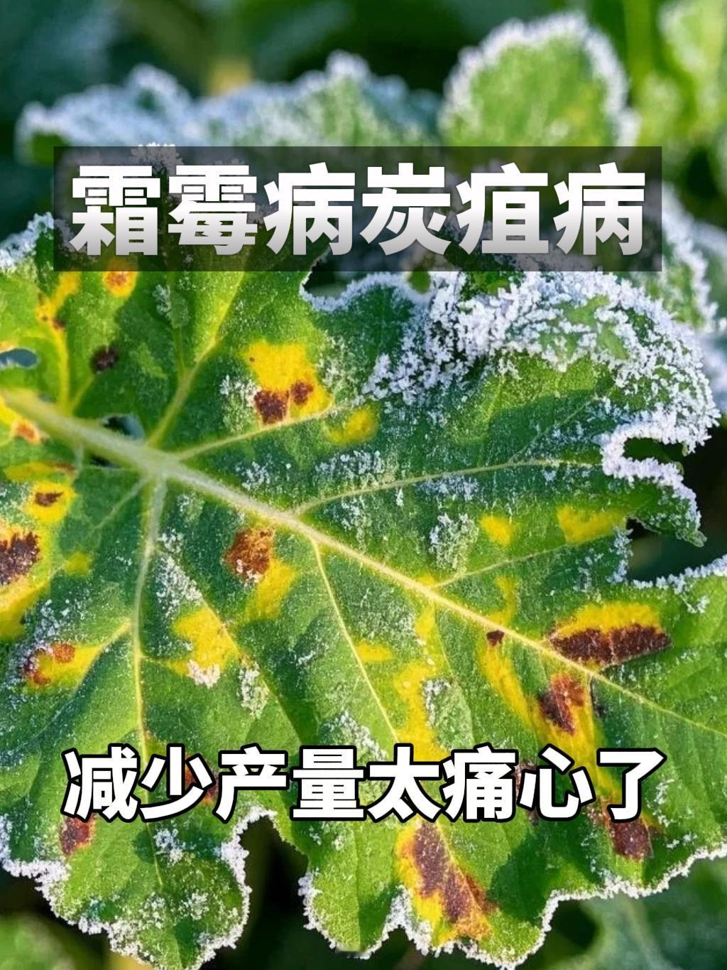 葡萄菌立清