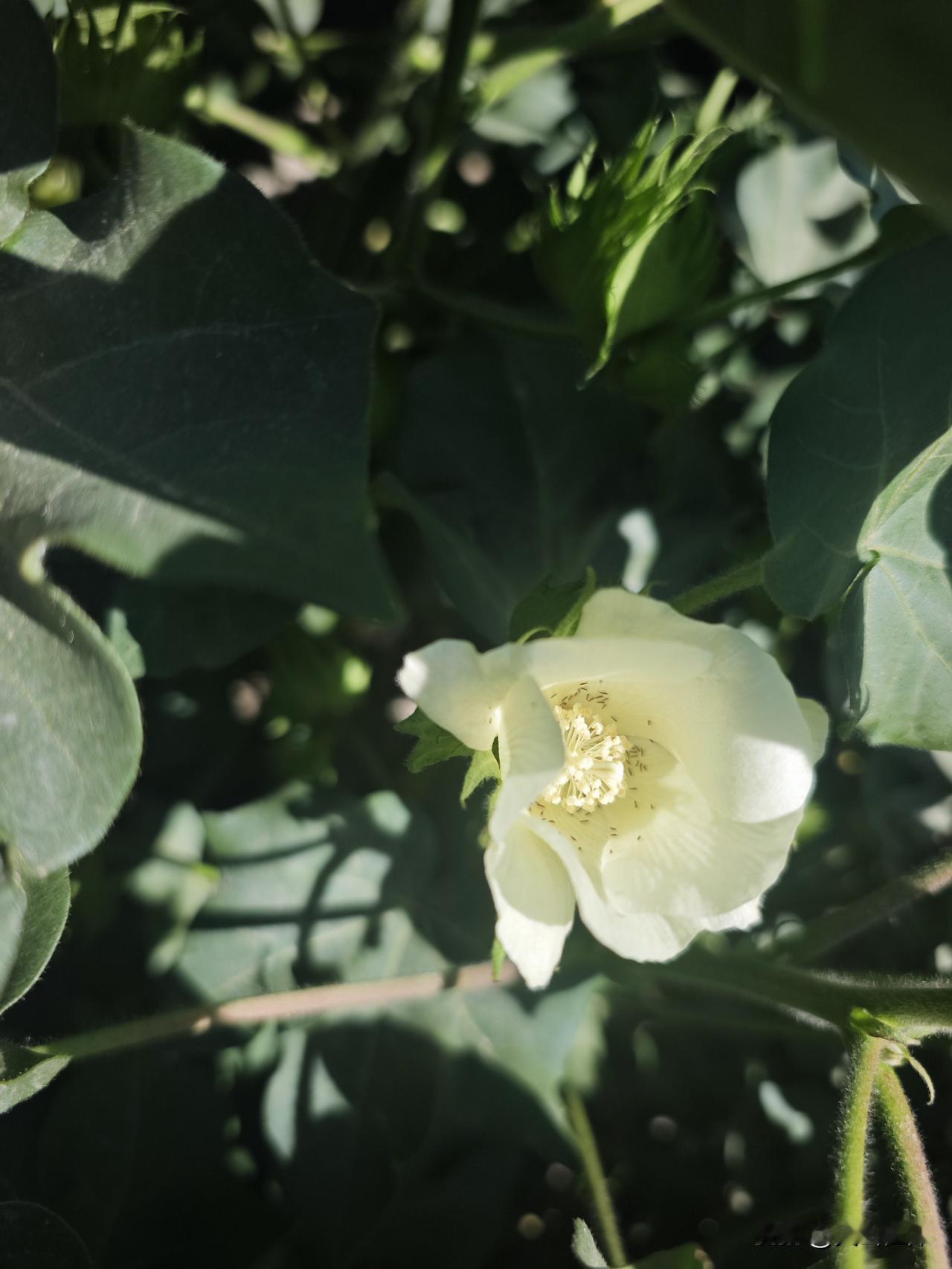夏日生活打卡季棉花盛花期