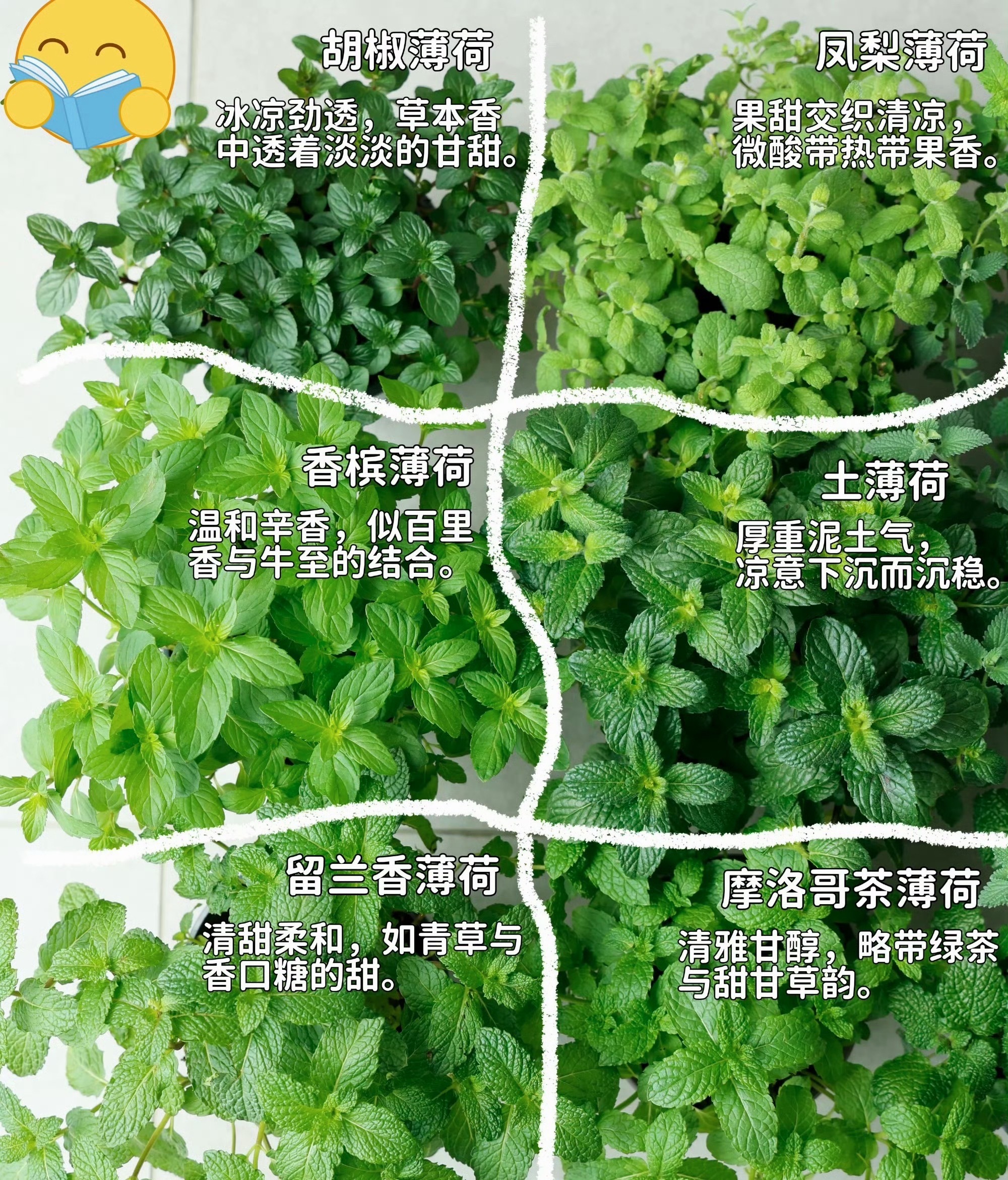难怪我北方的朋友不爱吃薄荷刷到这个热搜才知道，原来薄荷还有这么多品种 