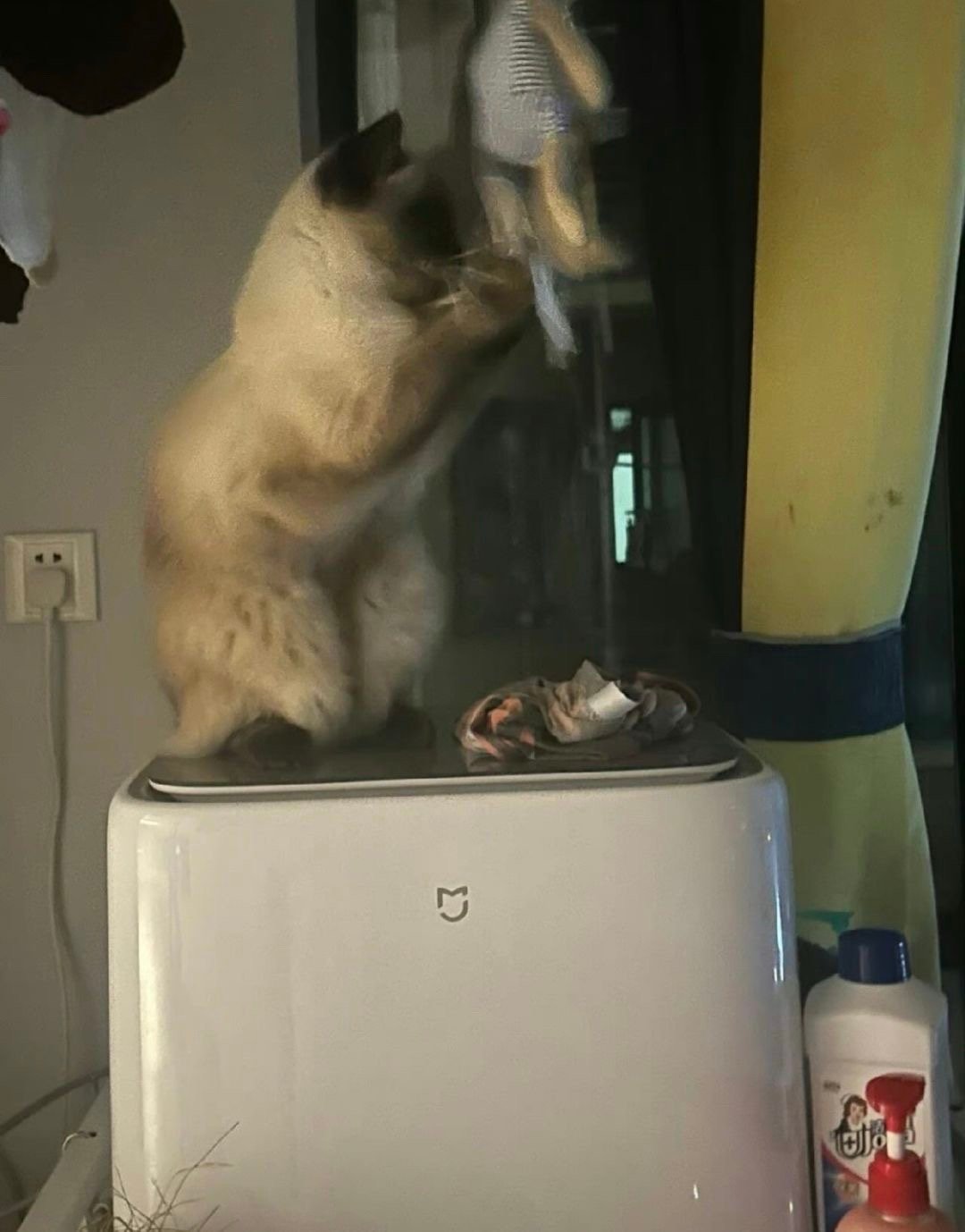 猫咪半夜起来洗了一晚上的衣服，心疼我的水费[允悲]#v笑年度大赏# ​​​