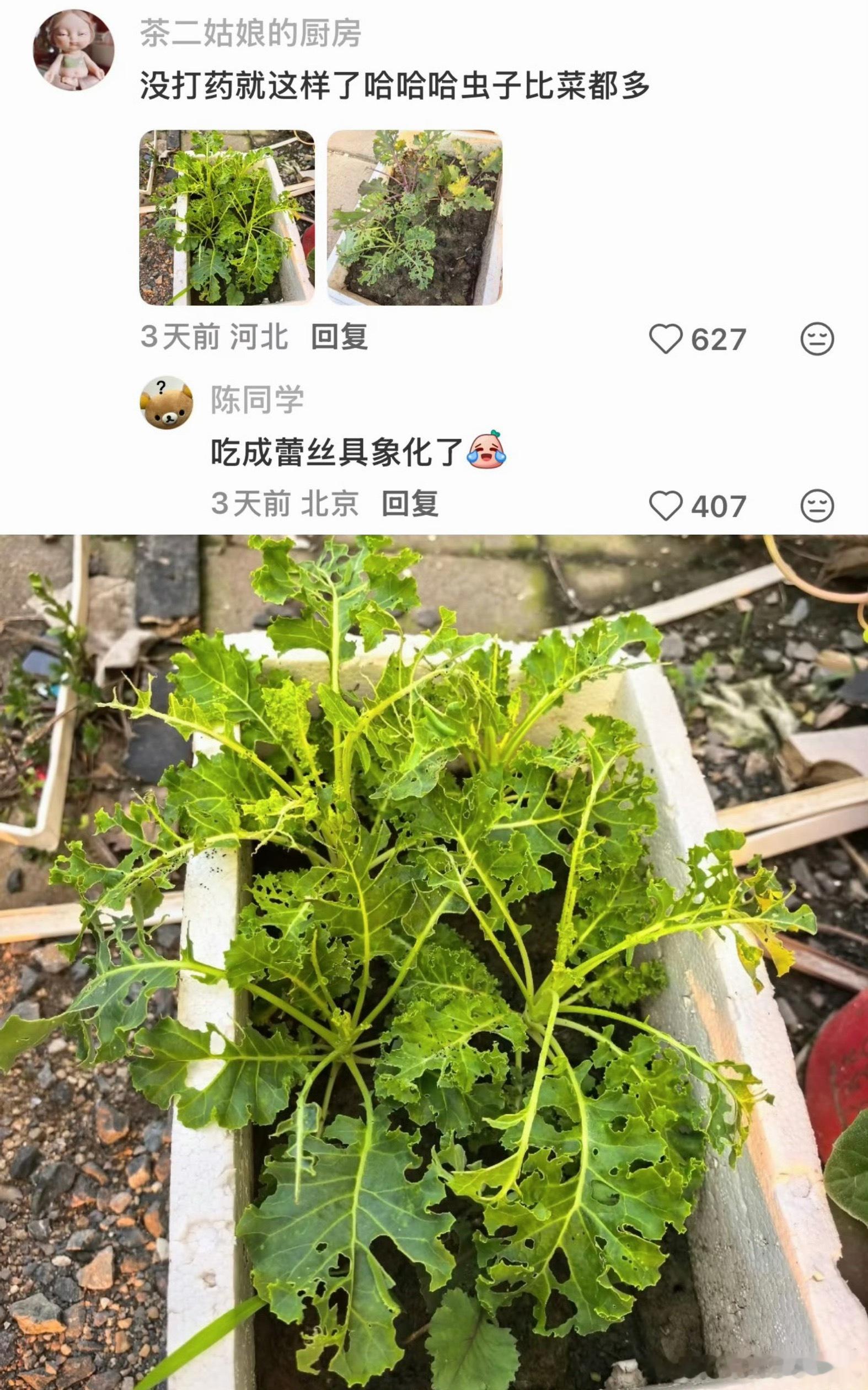 羽衣甘蓝 农药羽衣甘蓝能减肥是农药毒的吧……[疑问] ​​​