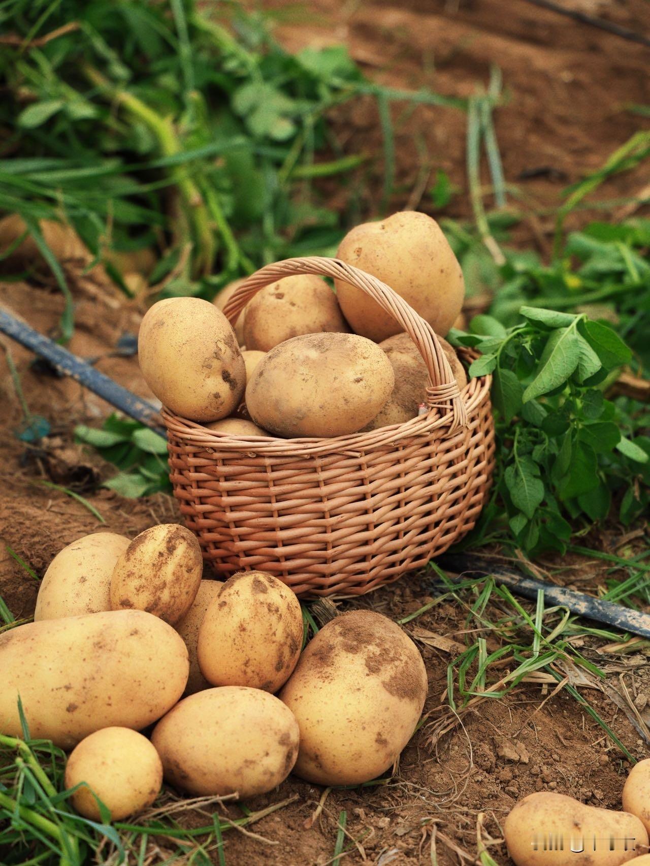 亲手挖土豆🥔实在是太快乐了‼️

米禾农场土豆节倒计时，6.30就结束啦，想实