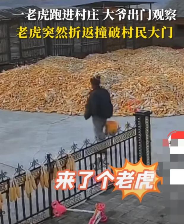 “胆子真大！”2024年，黑龙江省，老虎从家门口一闪而过，大爷提醒众人，而后淡定