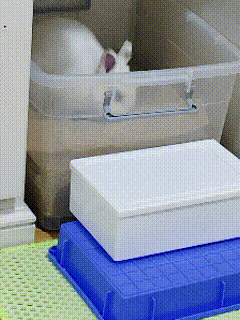 13762🐇【挖挖挖】小农民工作中 