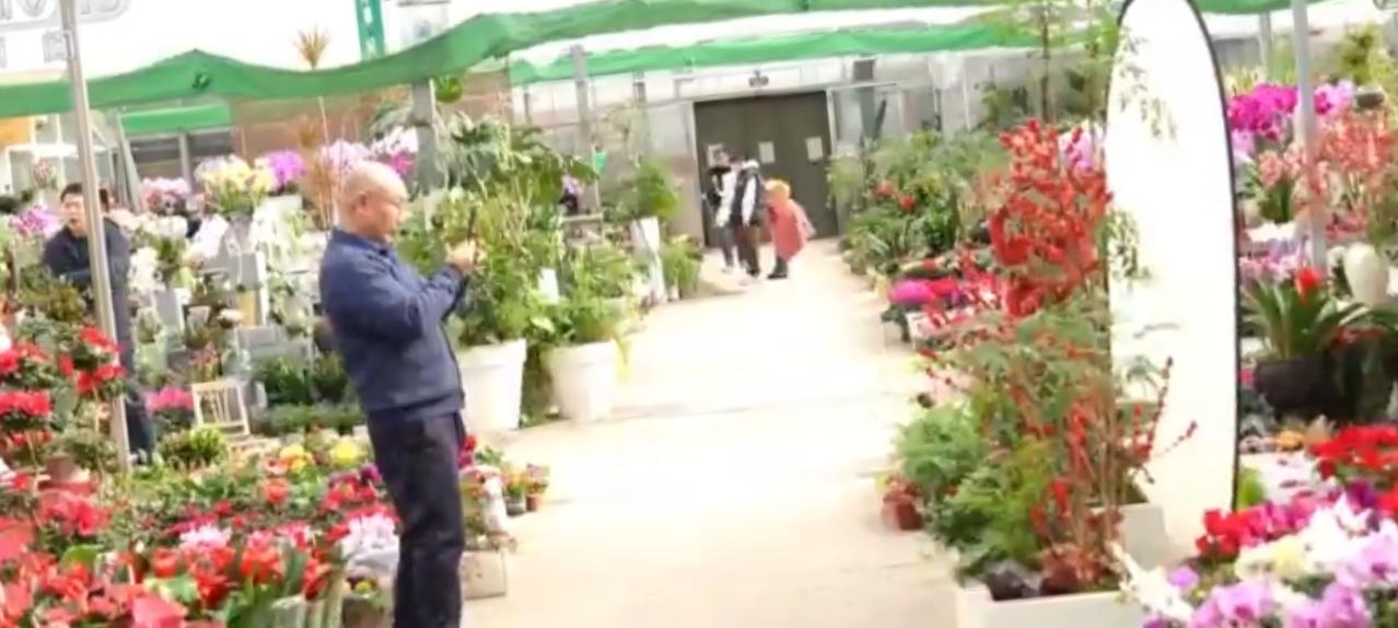 新年的脚步渐近，花市成了最具年味的去处。户外花摊旁，市民举着手机定格满架繁花的美