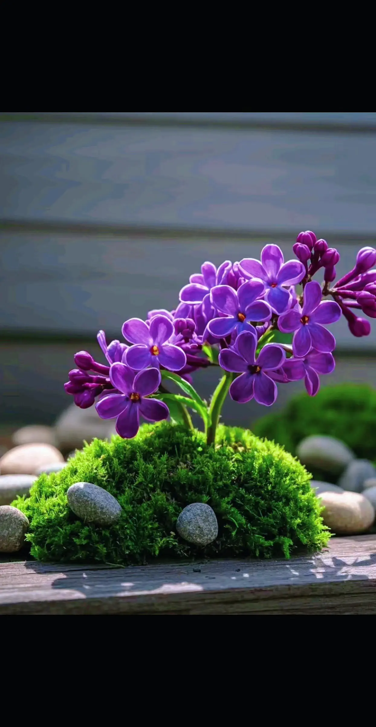 把你们相册里好看的花花甩一张出来