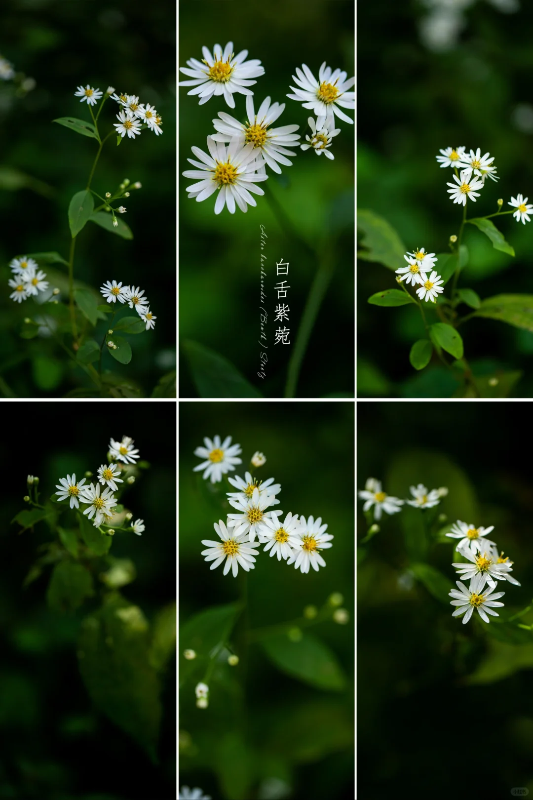 白舌紫苑|野菊花