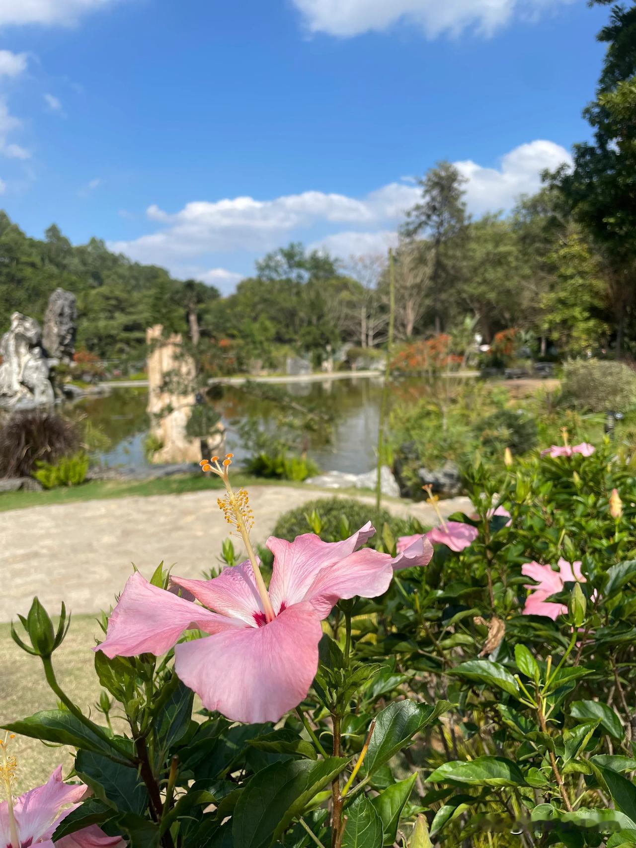 东莞植物园：邂逅春日浪漫
走进东莞植物园，开启我的寻春之旅。
蓝天白云下，植物园