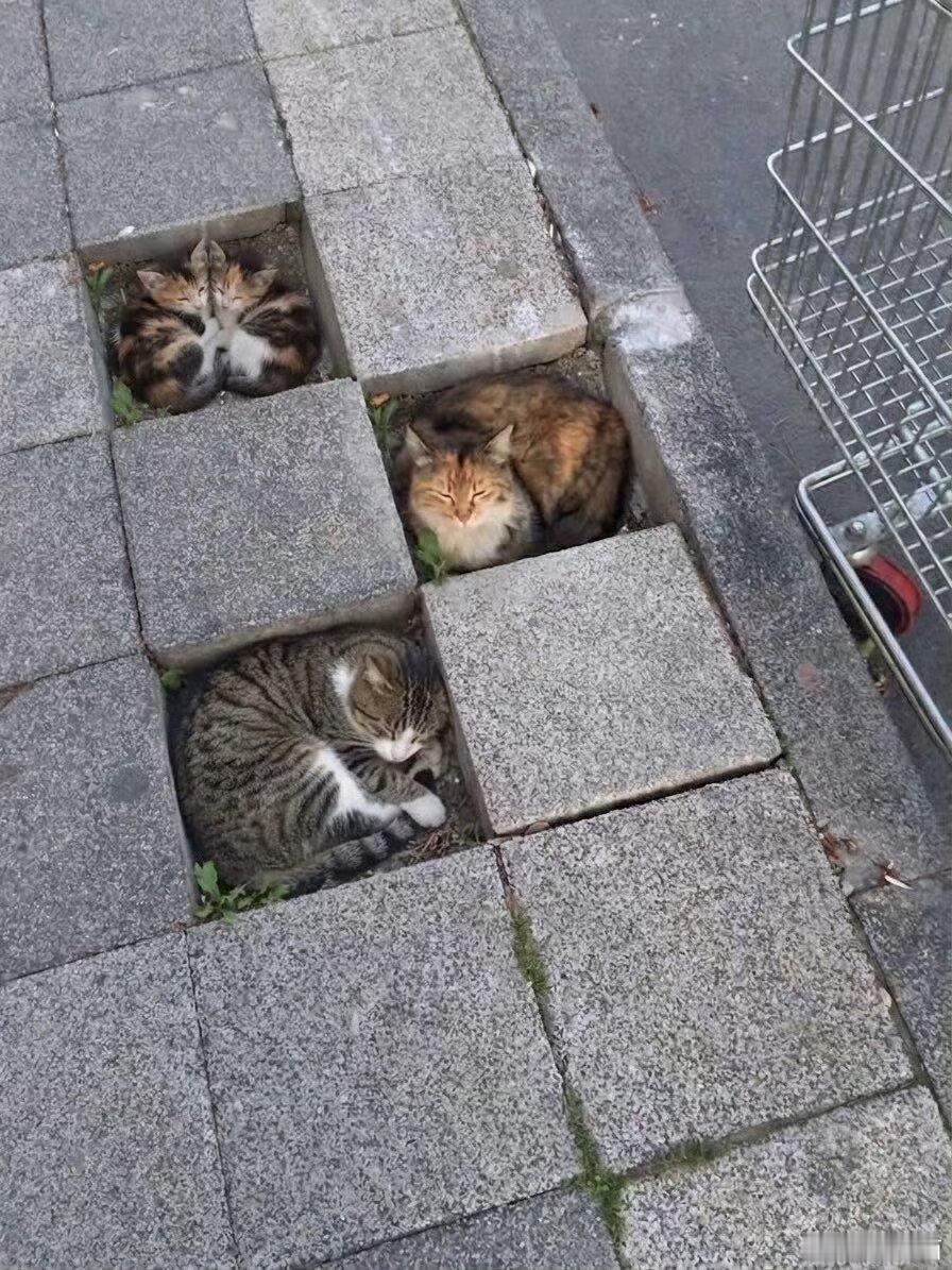 此处禁止停猫