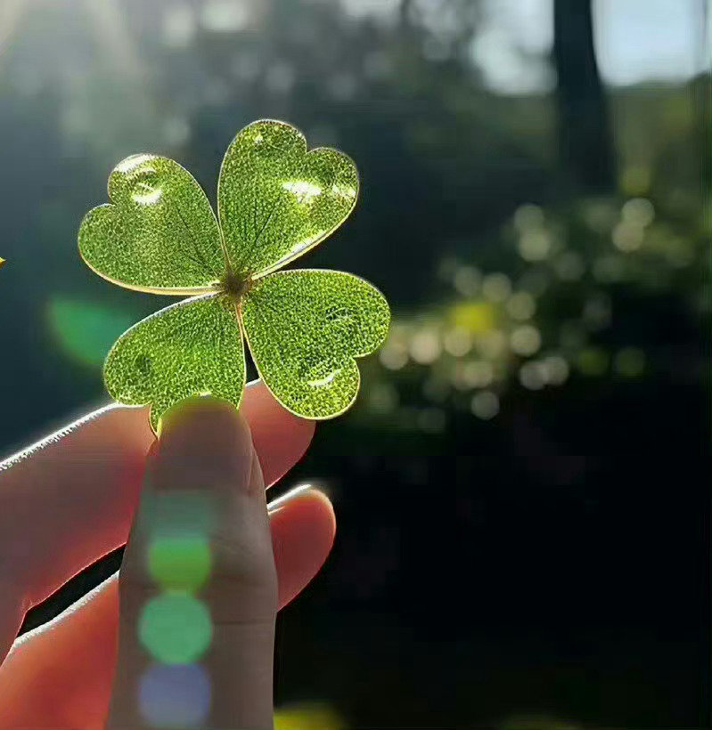 四叶草刷到不要无视 评论很灵的🙏 ​​​