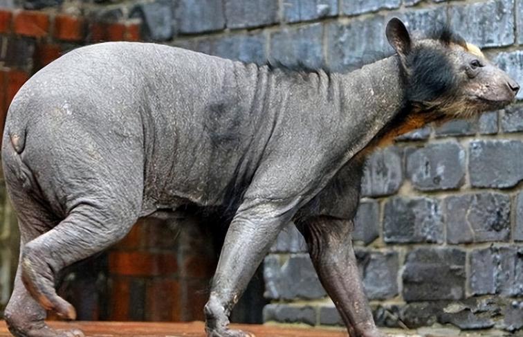 1973年，一头神秘野兽进入部队捕食，被哨兵当场射杀，然而，当看清野兽的模样后，