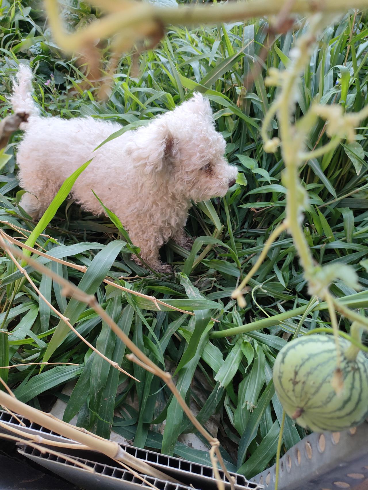 分享你拍的小狗草木繁茂，小狗漫步园中，一草一木，一宠一景，满是田园简单的小欢喜。
