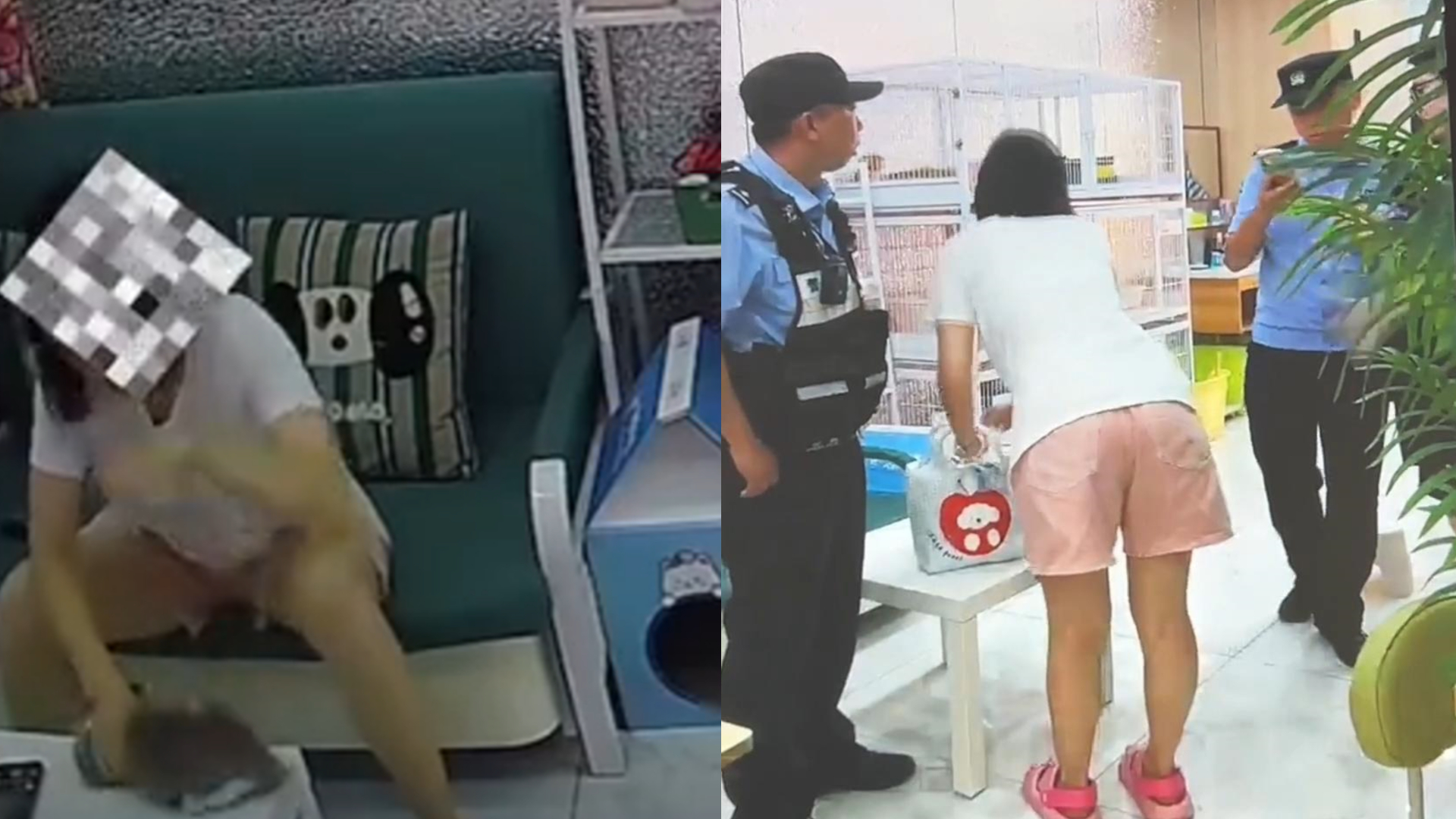 女子去猫咖包房虐猫致4只猫死伤 求求了，让她亲戚朋友同事都知道这件事好嘛，对于这