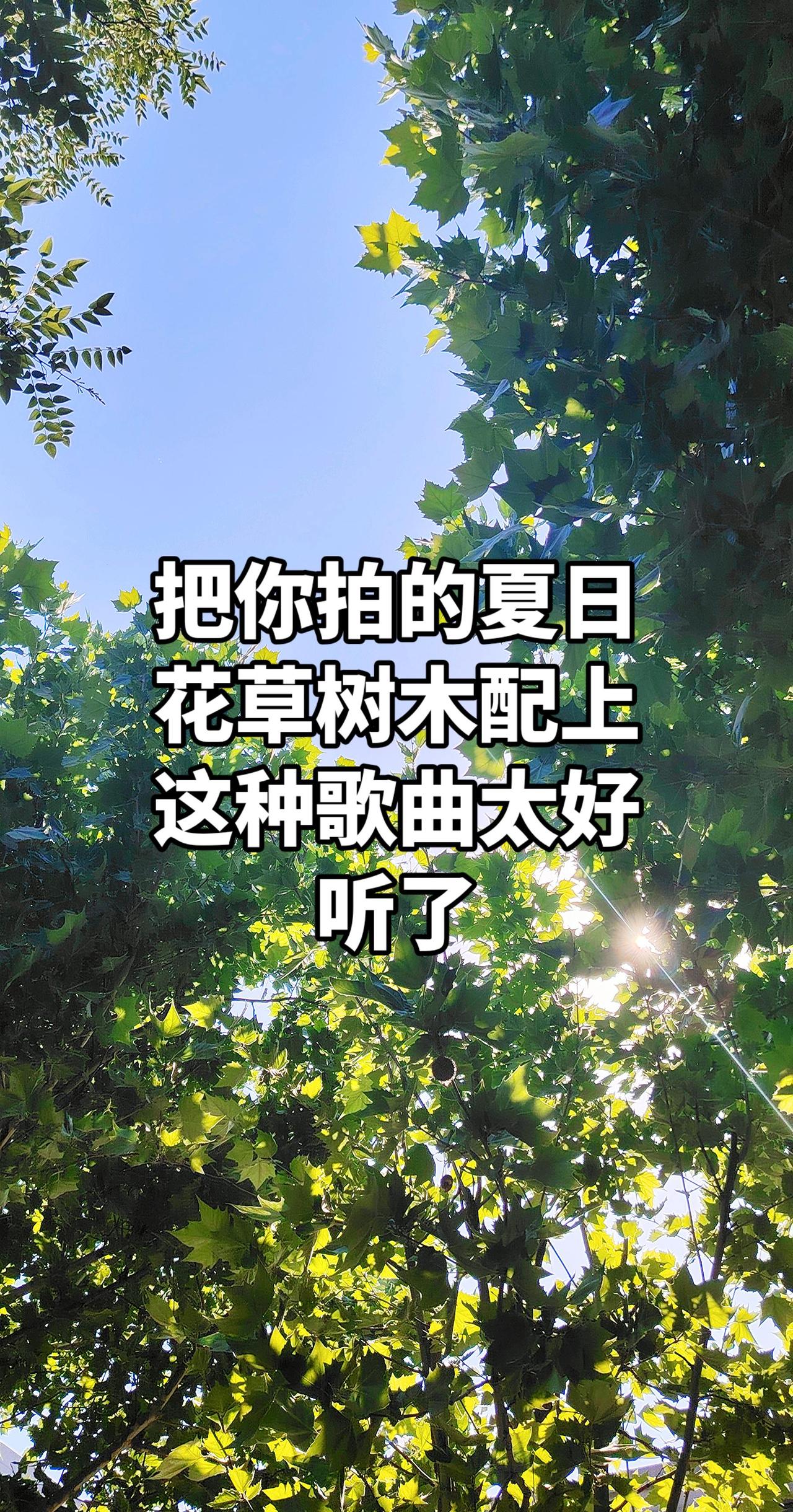 真实生活分享计划 树与天空美照 风很轻树很绿 夏天的温柔已长满枝头