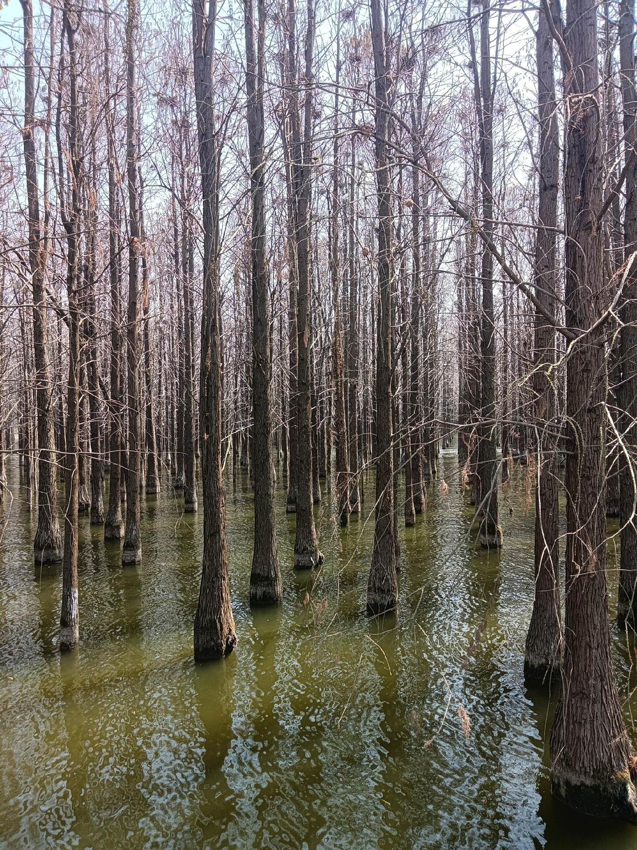 大面积的水杉林