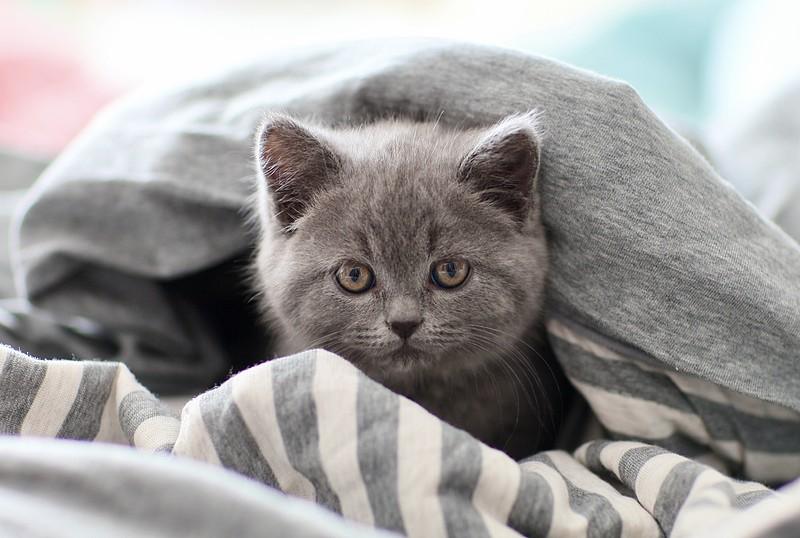 今天下班比较早。就去跑步。结果在路上看见一只可爱的小猫咪，就把它带回家0