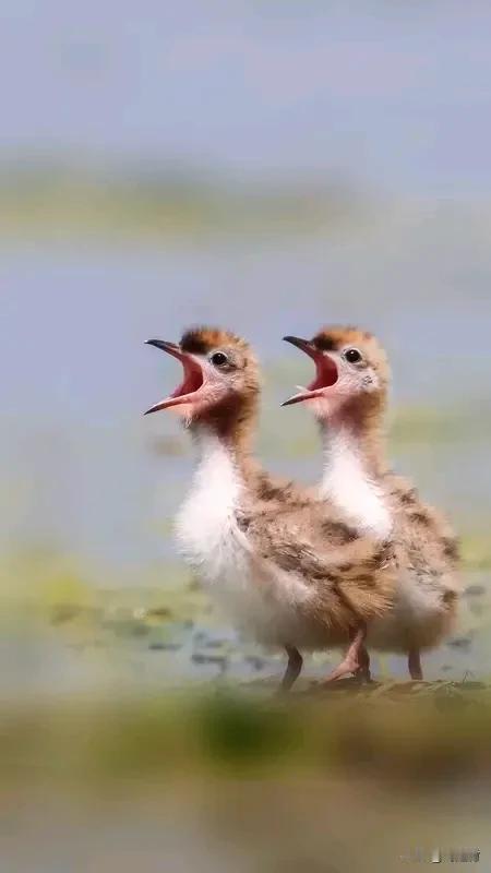 九旬老人两个孩子去世 全村都瞒着 山东一位九旬老人痛失两子，全村瞒着她，此事令人