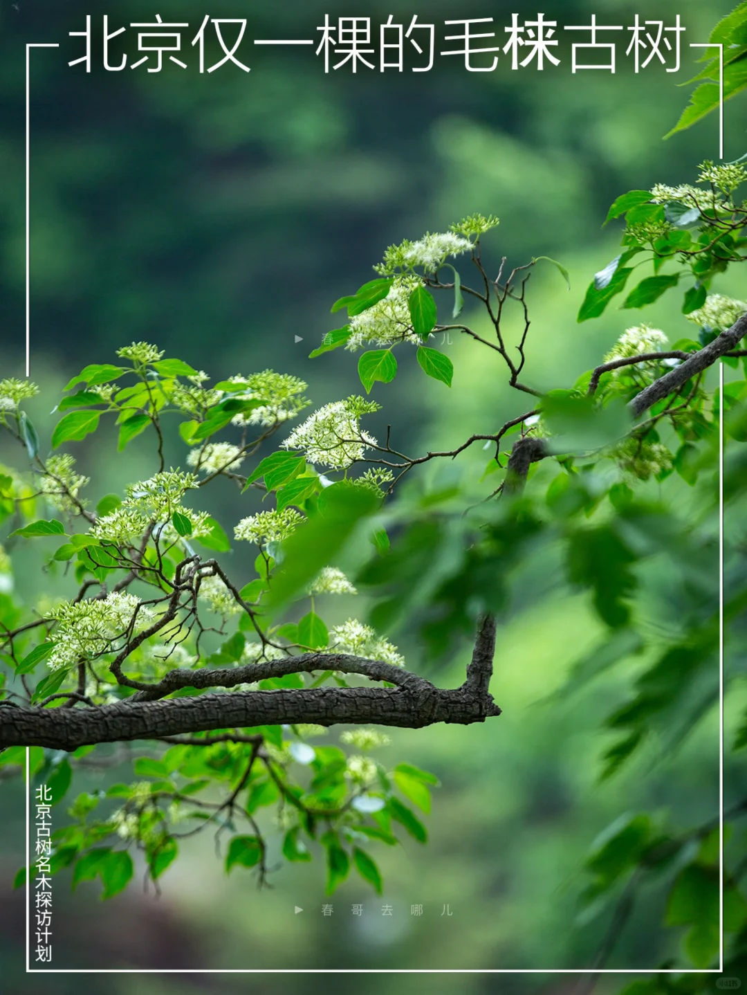延庆深山珍稀毛梾古树：317岁满树银花