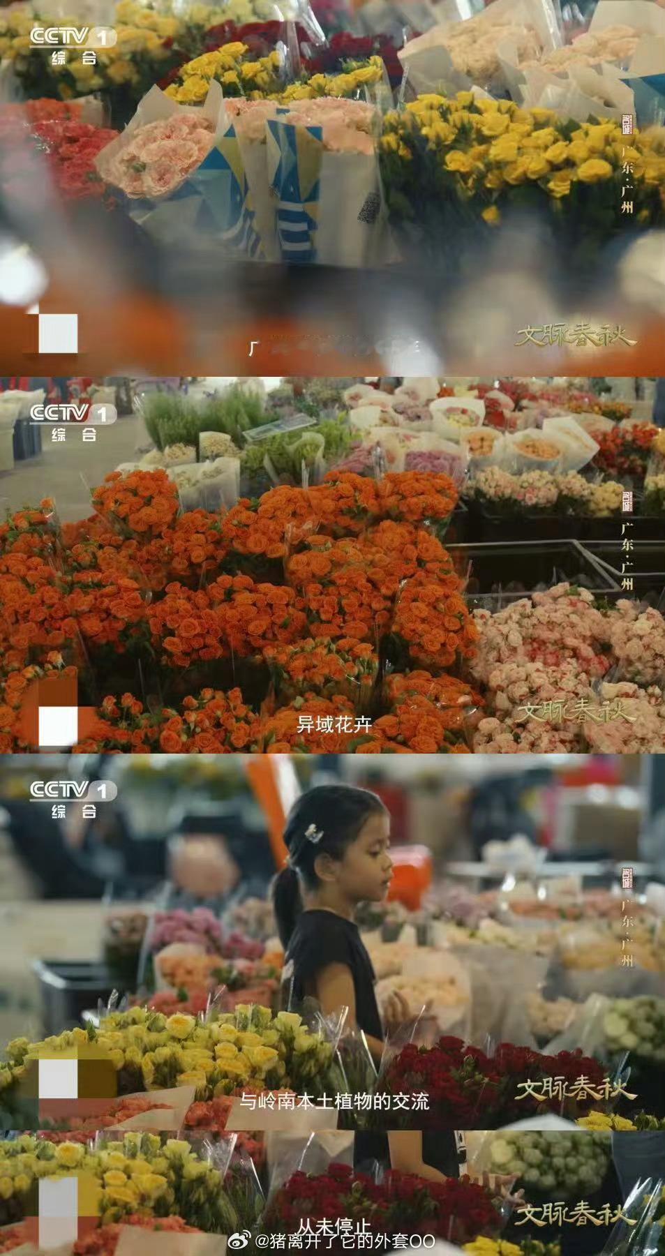 玫瑰竟有中国月季血统广州处处可见与花有关的地名月季从广州出发，改变了全球玫瑰的“