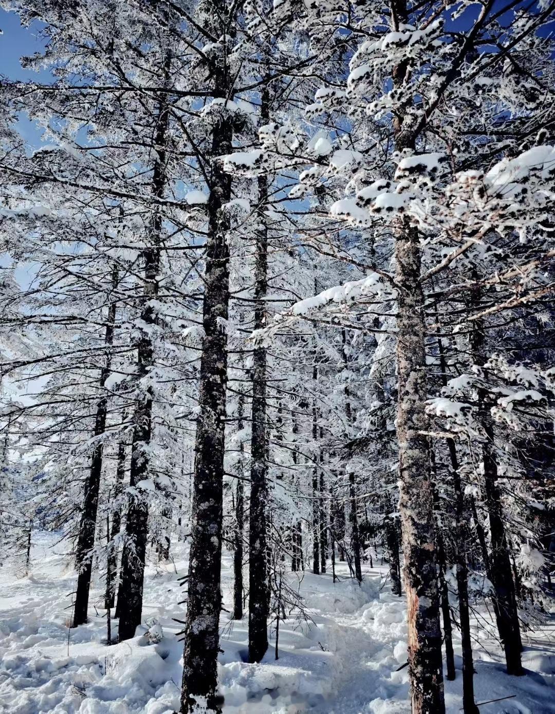 突然想去雪后的森林 虽然我很怕冷 …… 