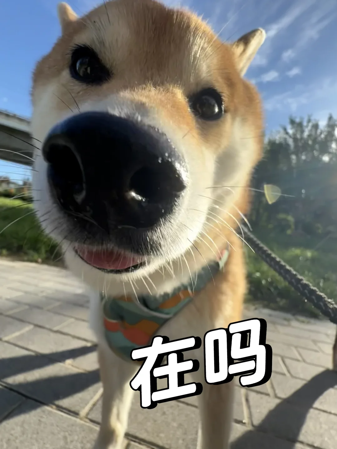 一起分享小狗的抽象照片